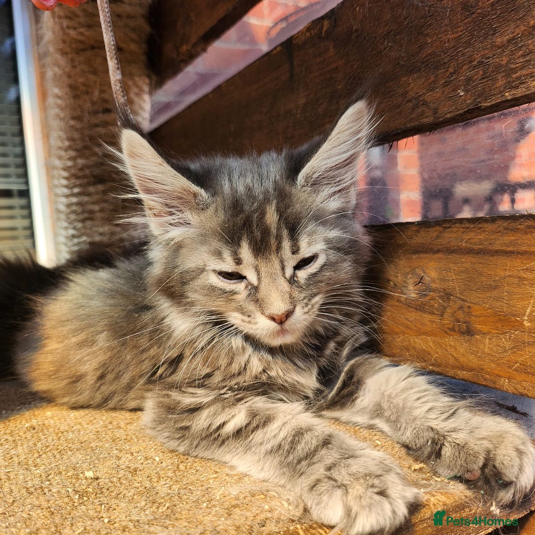 Maine Coon cats for sale: Maine coon purebred pedigre xl active in Barnsley - Image 25
