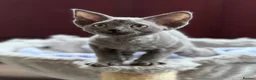 Devon Rex cats for sale: Fantastic Pedigree Devon Rex - Advert 11