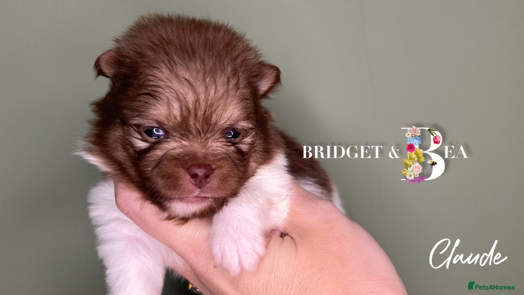 Pomeranian dogs for sale: 💛PUPPIES ARRIVED 💛 - Advert 29