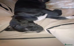 Cane Corso dogs for sale: Cane Corso female puppy - Image 3
