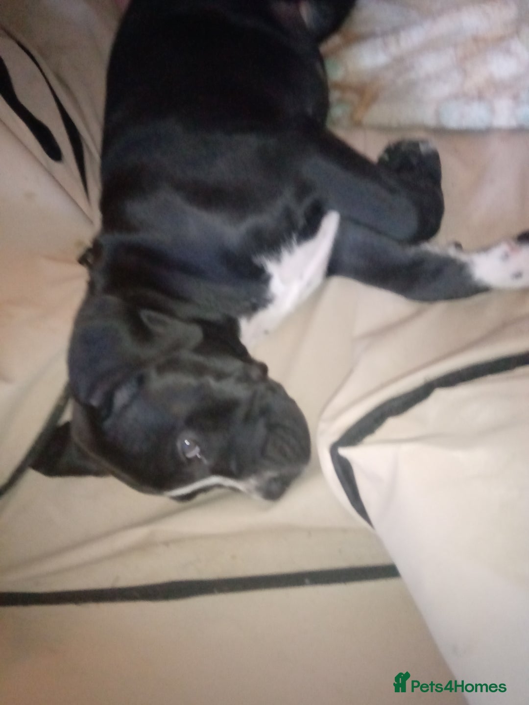 Cane Corso dogs for sale: Cane Corso female puppy - Image 3