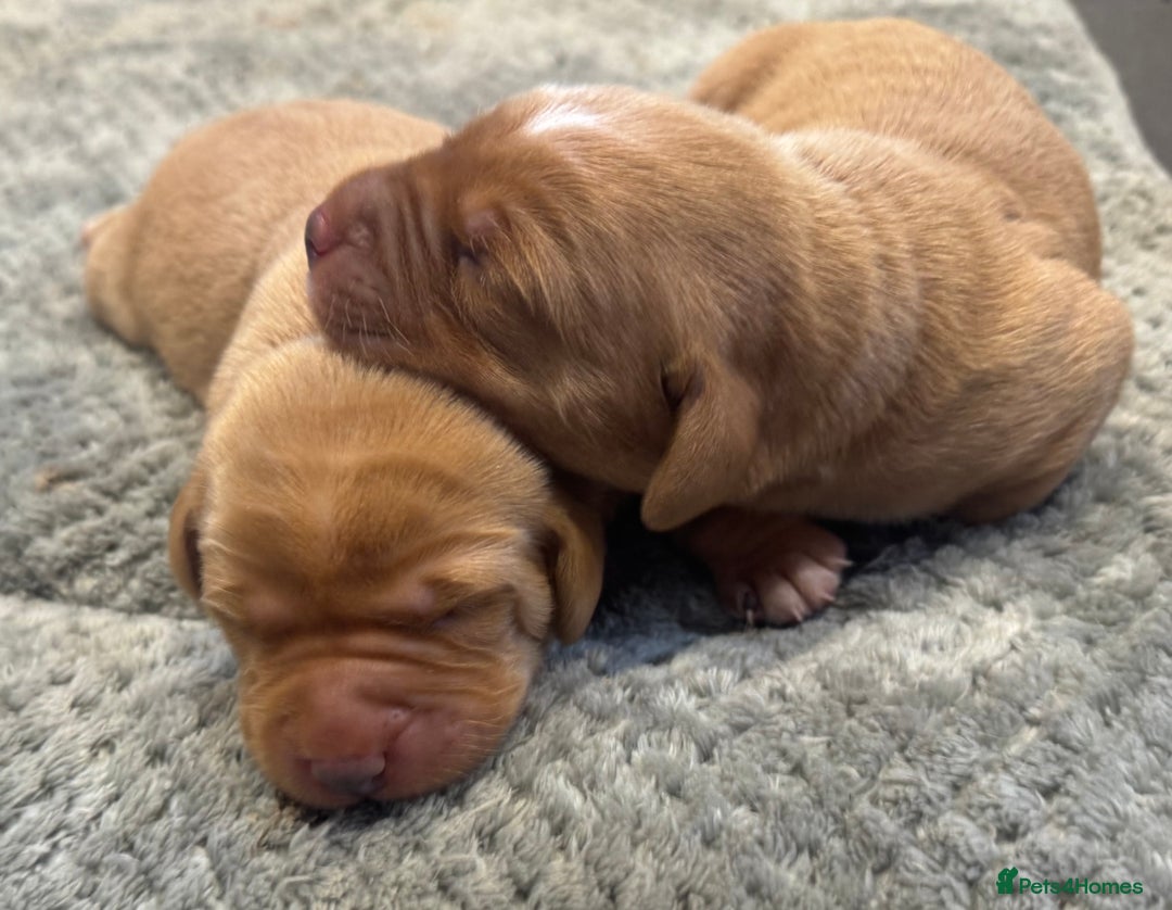 Labrador Retriever dogs for sale: Gorgeous KC registered Labrador Puppies  - Image 11