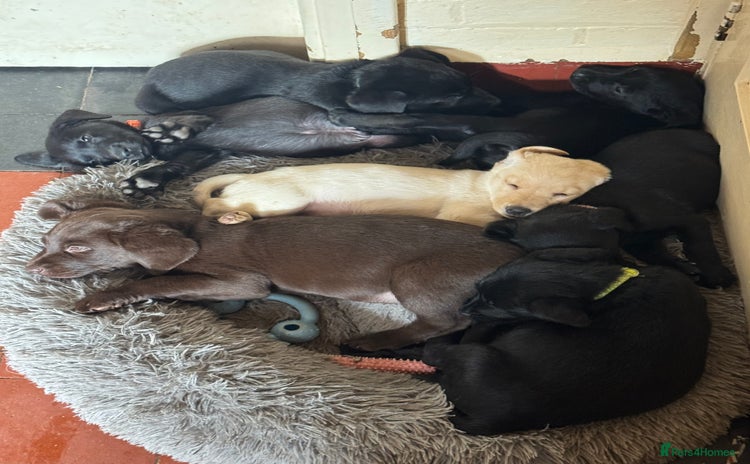 Labrador Retriever dogs - Advert 5