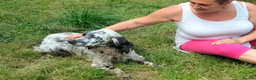 English Setter dogs for adoption: Korro - Advert 4