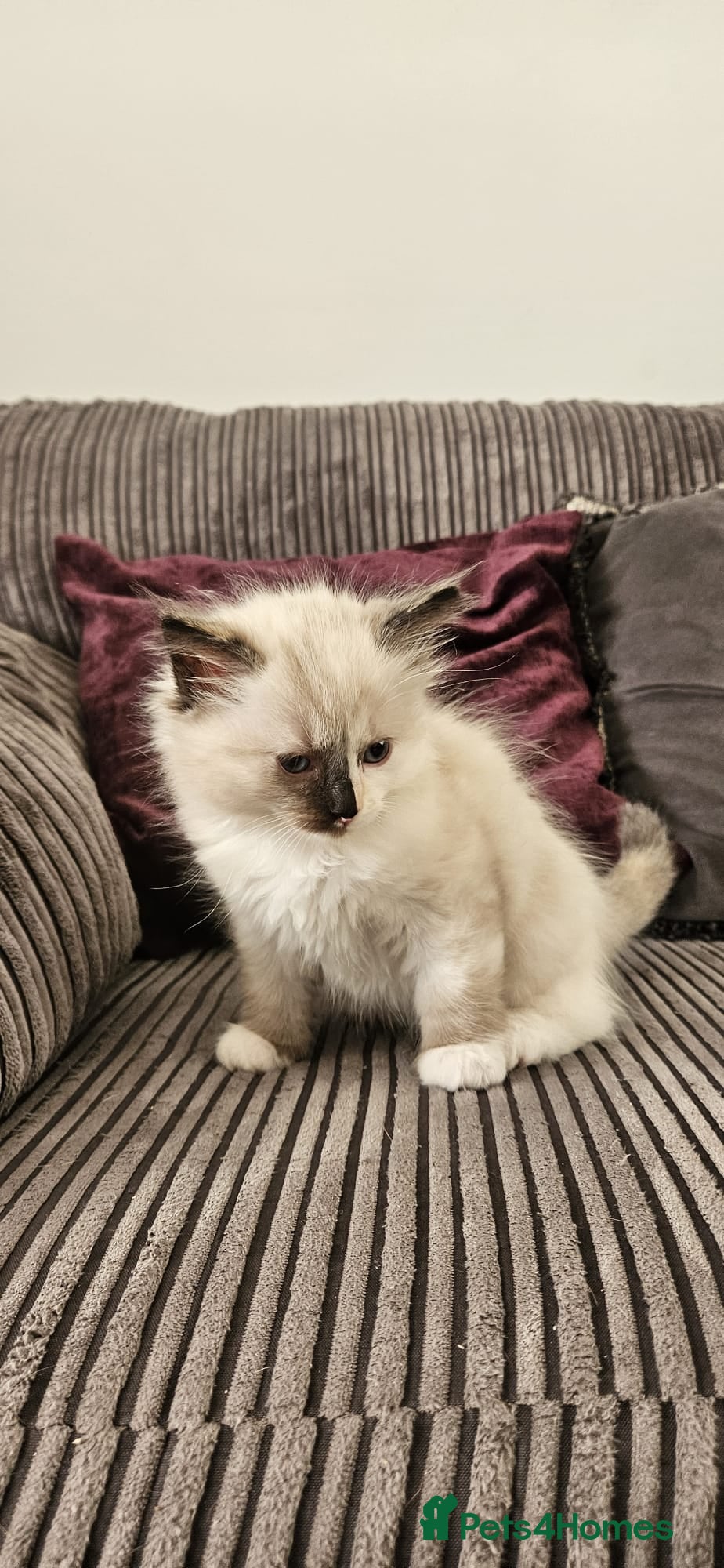 Ragdoll cats Beautiful Ragdoll kittens looking for new homes - Advert 7