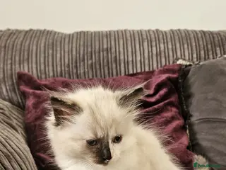 Ragdoll cats Beautiful Ragdoll kittens looking for new homes - Advert 7