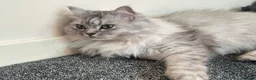 British Longhair cats for sale: British longhair  in Dewsbury - Advert 2