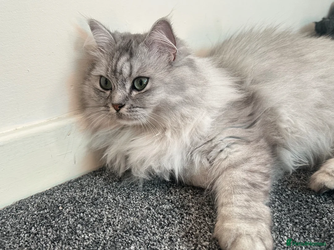 British Longhair cats for sale: British longhair  in Dewsbury - Advert 2