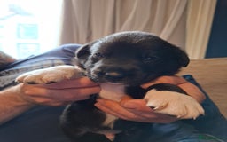 Borador dogs for sale: Borador puppies - Image 9