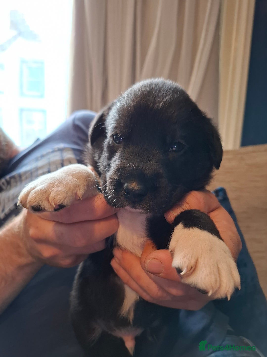 Borador dogs for sale: Borador puppies - Image 9