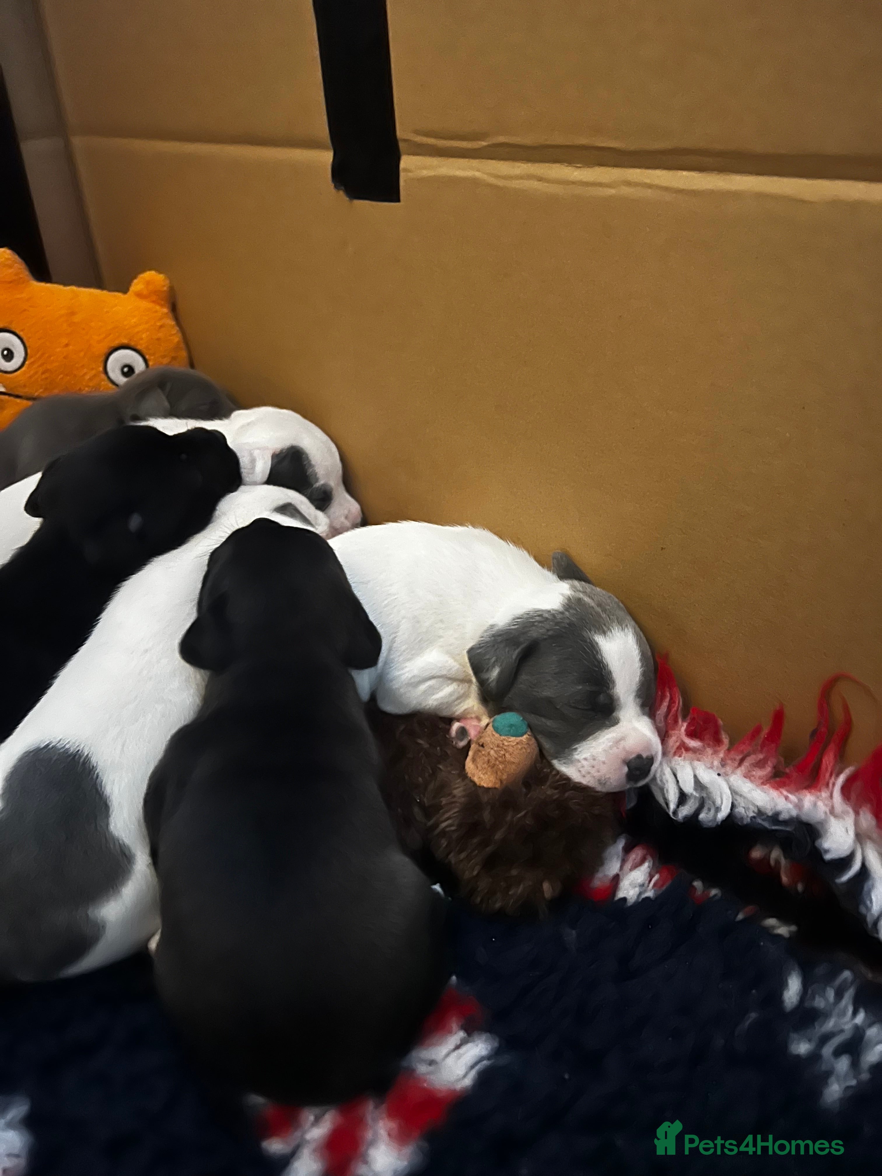 Staffordshire Bull Terrier dogs Kc reg pied, blue and black Staffies  - Advert 12