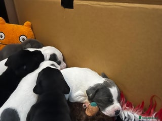 Staffordshire Bull Terrier dogs Kc reg pied, blue and black Staffies - Advert 12
