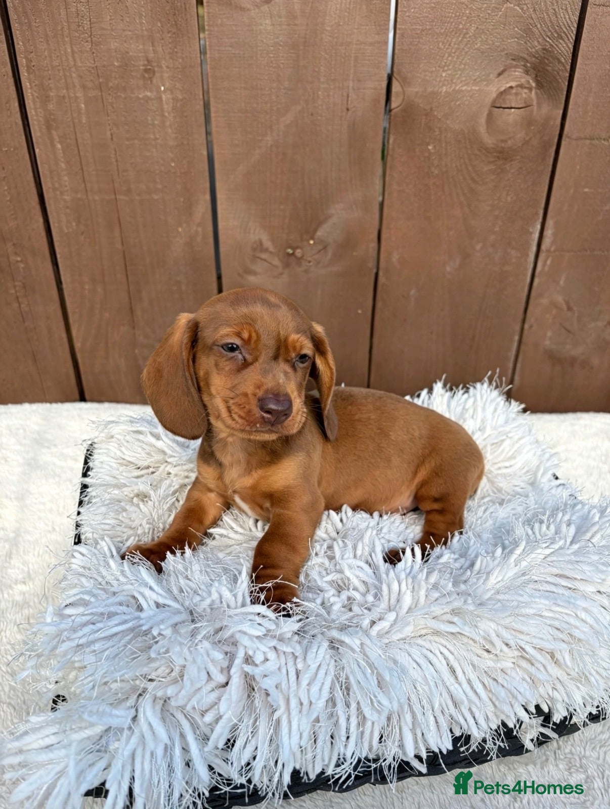 Miniature Dachshund dogs Dachshund 1 beautiful Boy still available - Advert 1