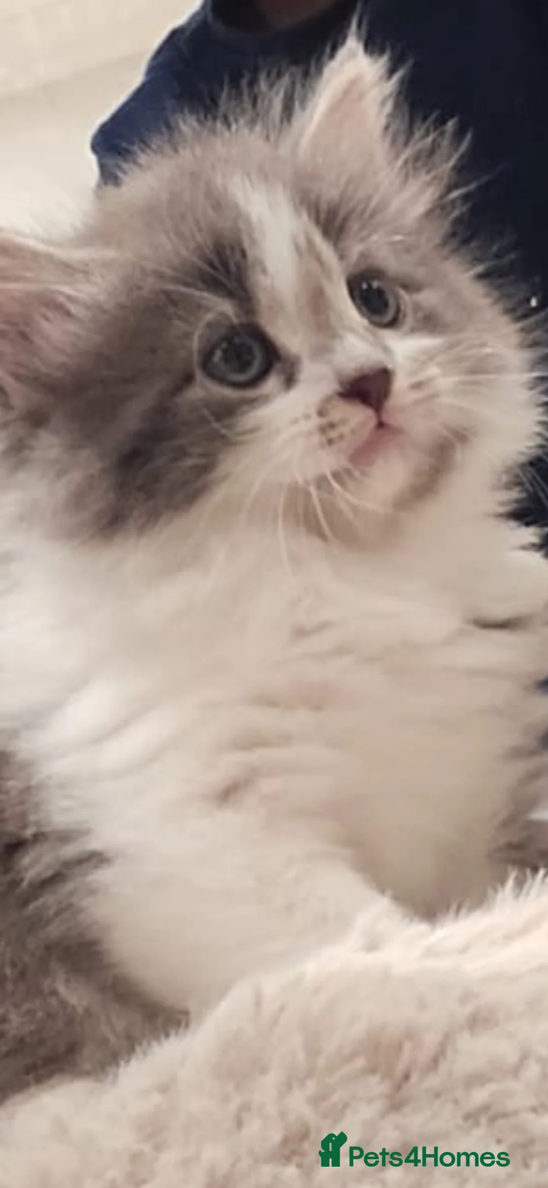 Mixed Breed cats for sale: Beautuful kitten  in Luton - Advert 3