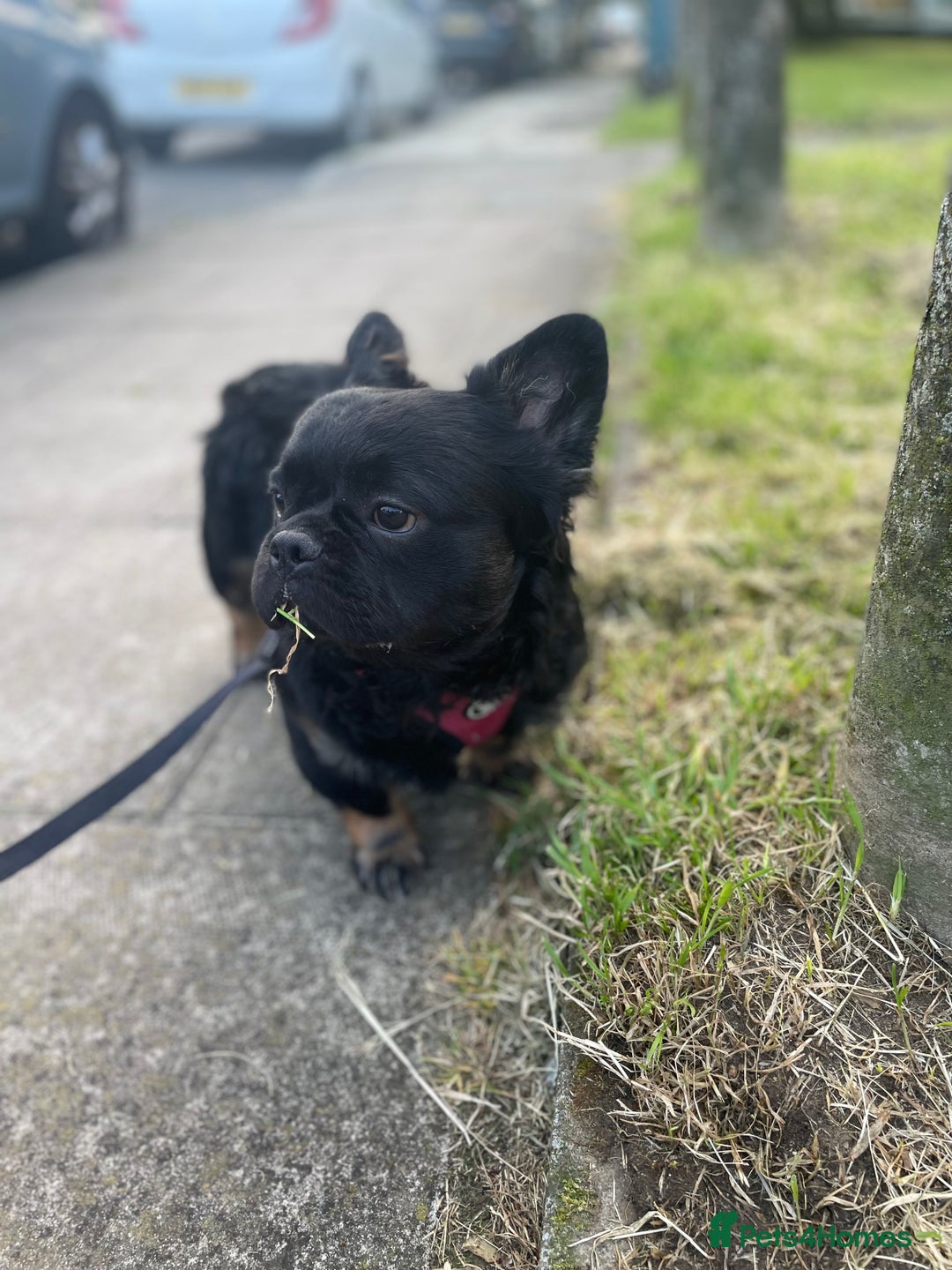 French Bulldog dogs for sale: Fluffy Male Frenchy Black and Tan 🐾🐾 - Image 1