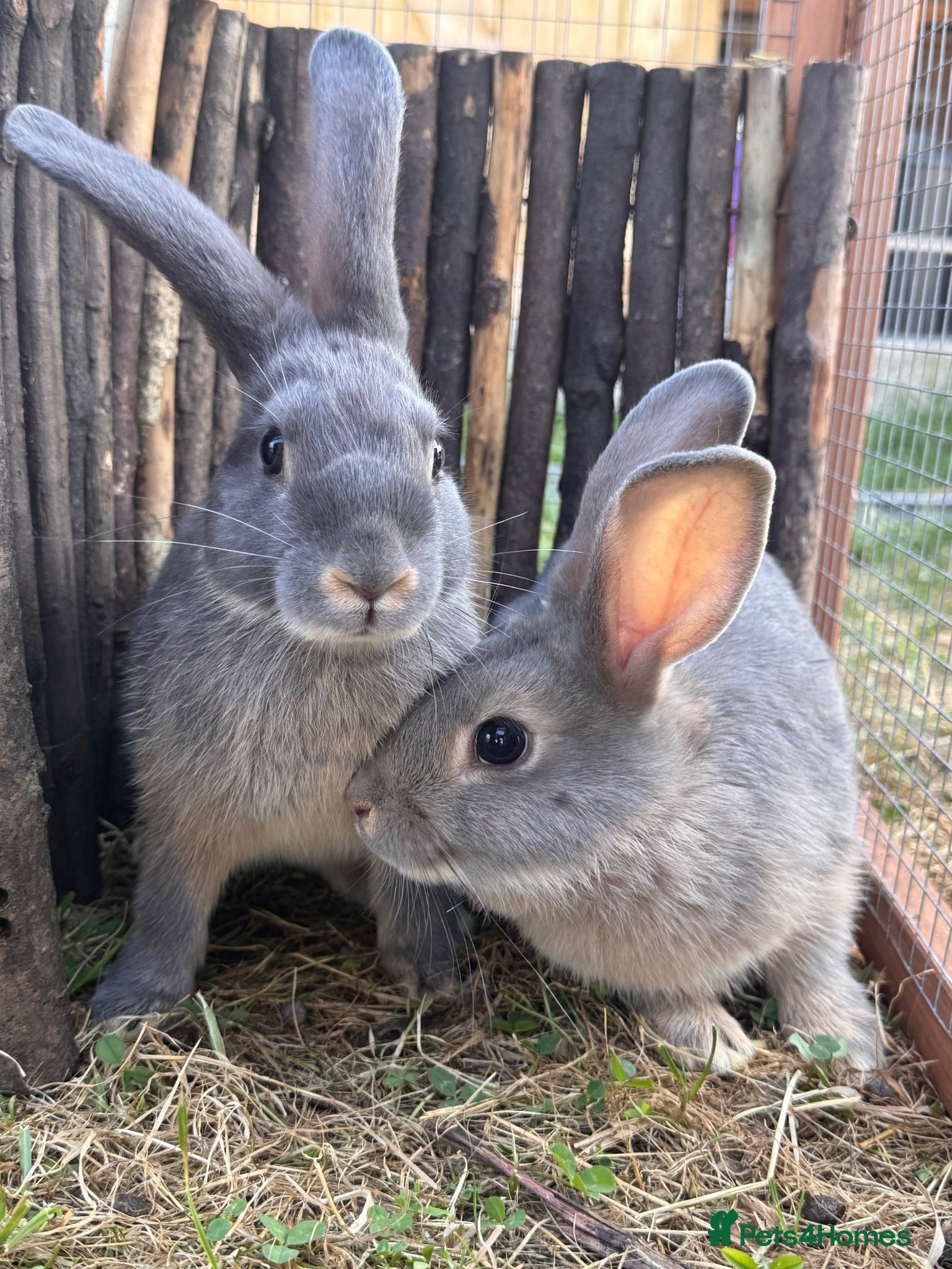 Rex rabbits Mini Rex x mini lop bonded brothers - vaccinated  - Advert 2