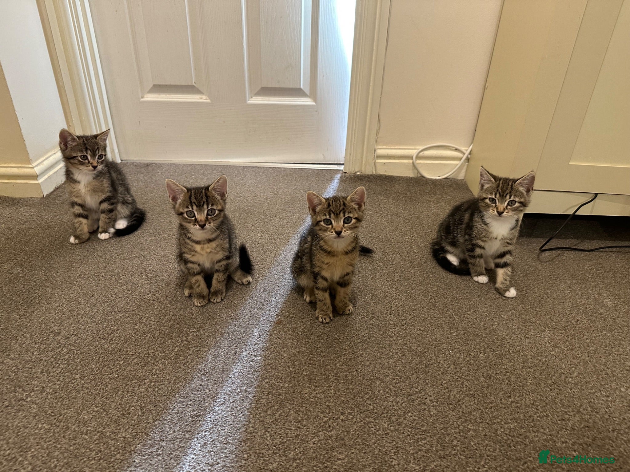 Mixed Breed cats Four beautiful tabby kittens - Advert 1