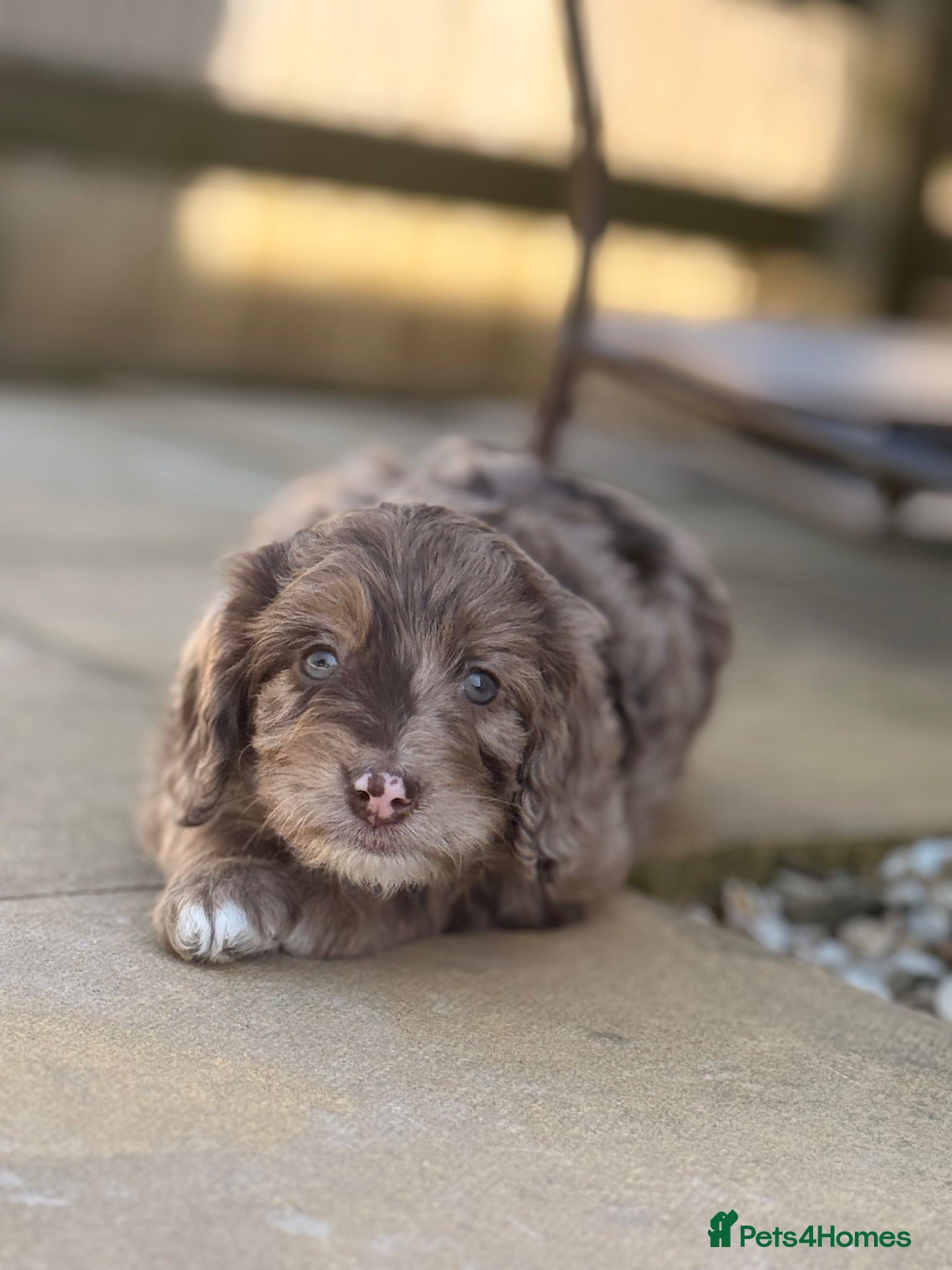 Sproodle dogs for sale: Outstanding Rare F1 Sproodle Puppies for sale  - Advert 1