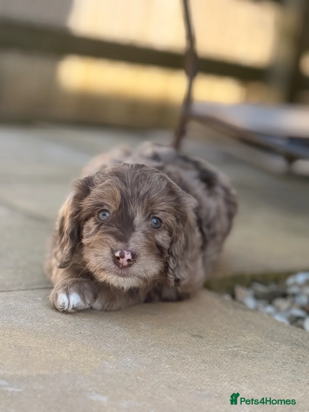 Sproodle dogs for sale: Outstanding Rare F1 Sproodle Puppies for sale  - Advert 1