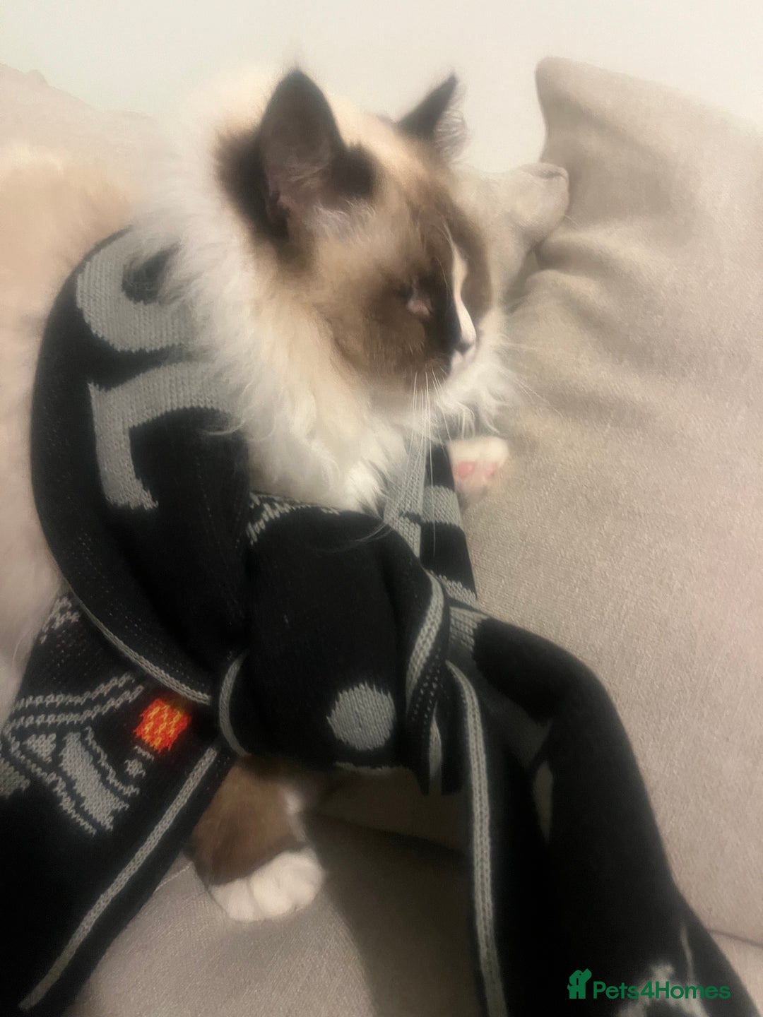 Ragdoll cats for sale: 11 month old ragdoll female  - Advert 3