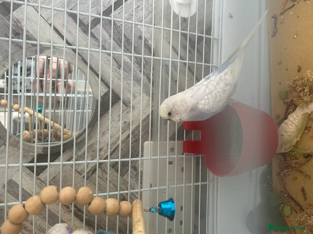 Budgerigars birds for sale: Two young budgies with setup included. - Advert 2