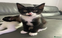 Domestic Shorthair cats for sale: kittens for sale (12 weeks old) - Image 9