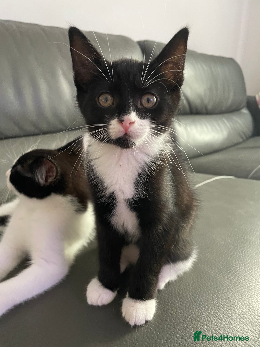 Domestic Shorthair cats for sale: kittens for sale (12 weeks old) - Image 9
