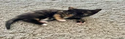 Mixed Breed cats for sale: 5 beautiful kittens for sale 🖤🧡  - Advert 12