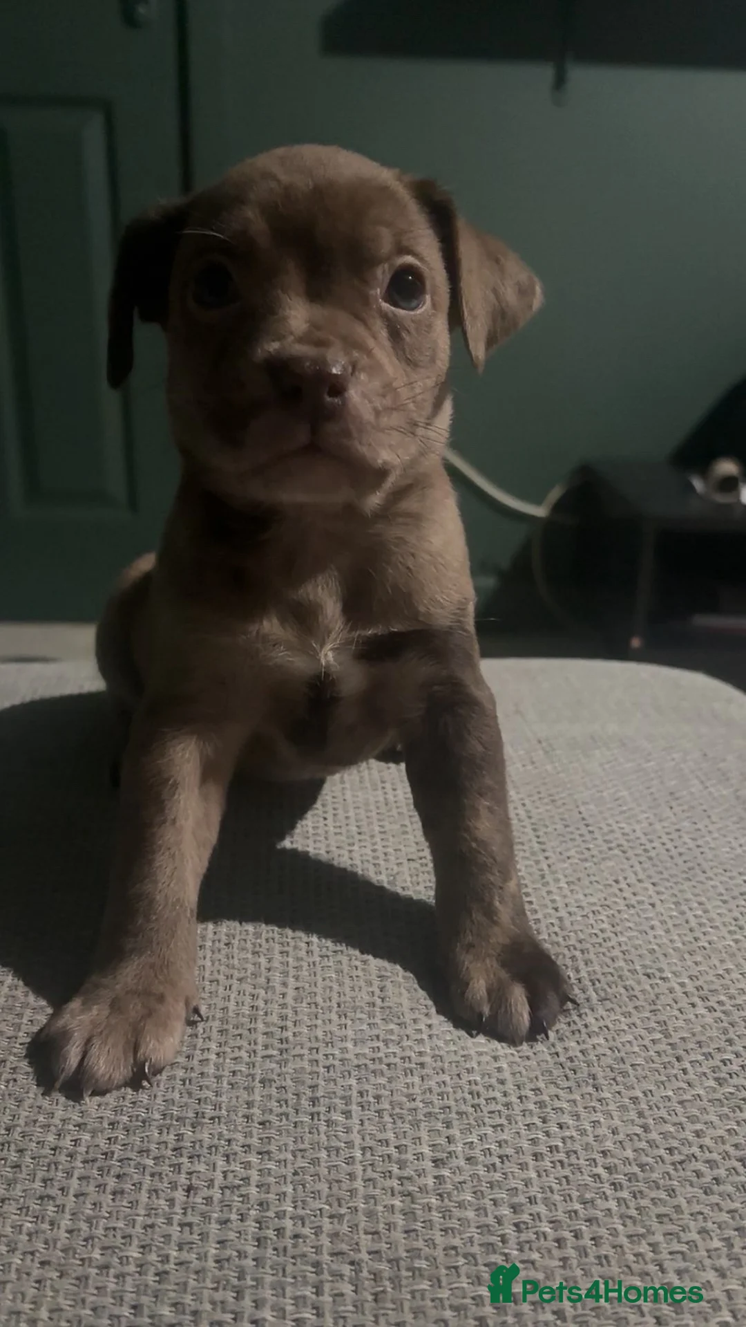 Mixed Breed dogs for sale: ‼️American bully x springer spaniel puppies ‼️  - Advert 13