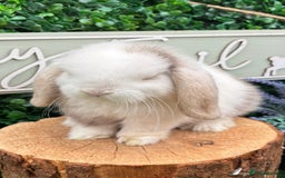 Mini Lop rabbits for sale: 🌟 mini lop babies 🌟 - Image 11