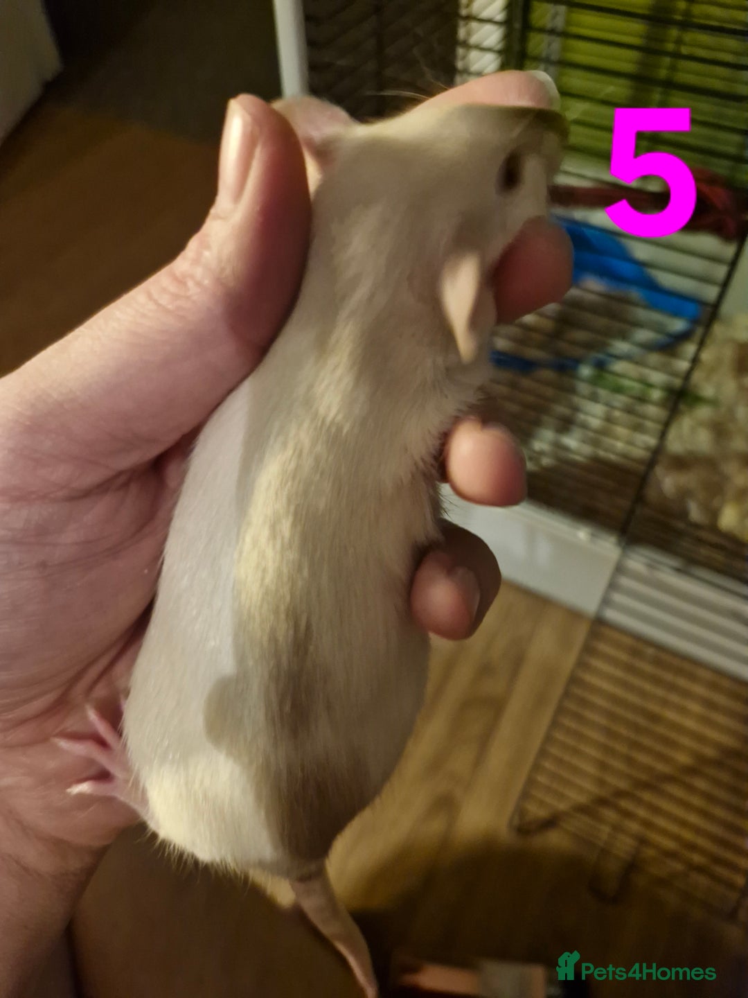 Rat rodents for sale: 9 gorgeous Male Rats - Image 16