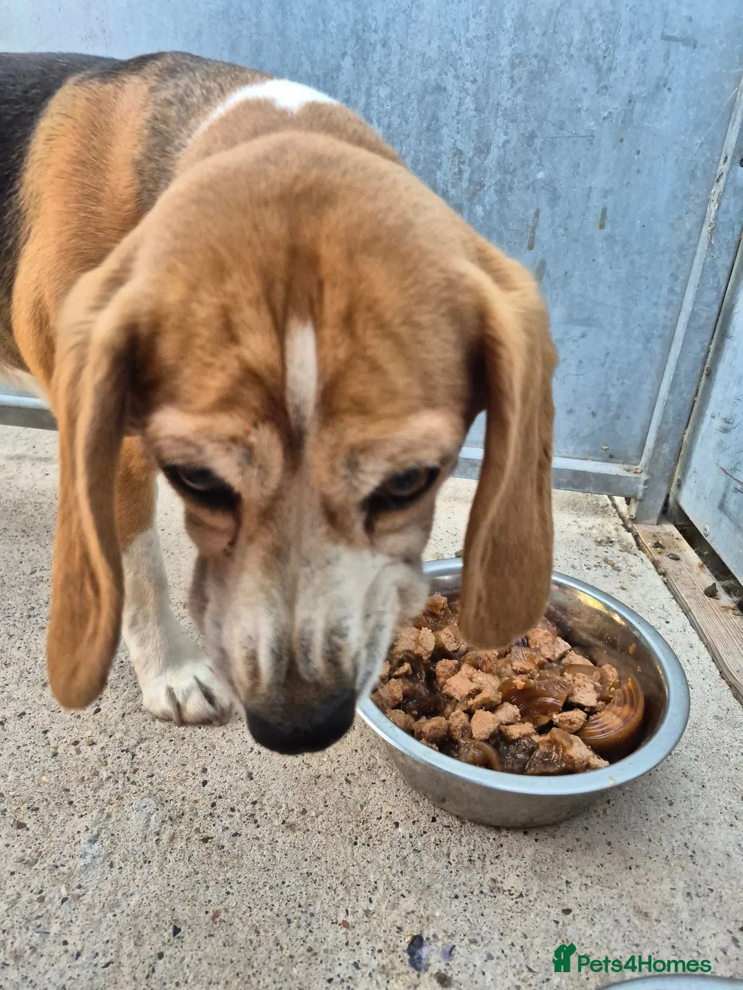 Beagle dogs for sale: 6 year old female begal  in Newark - Advert 5