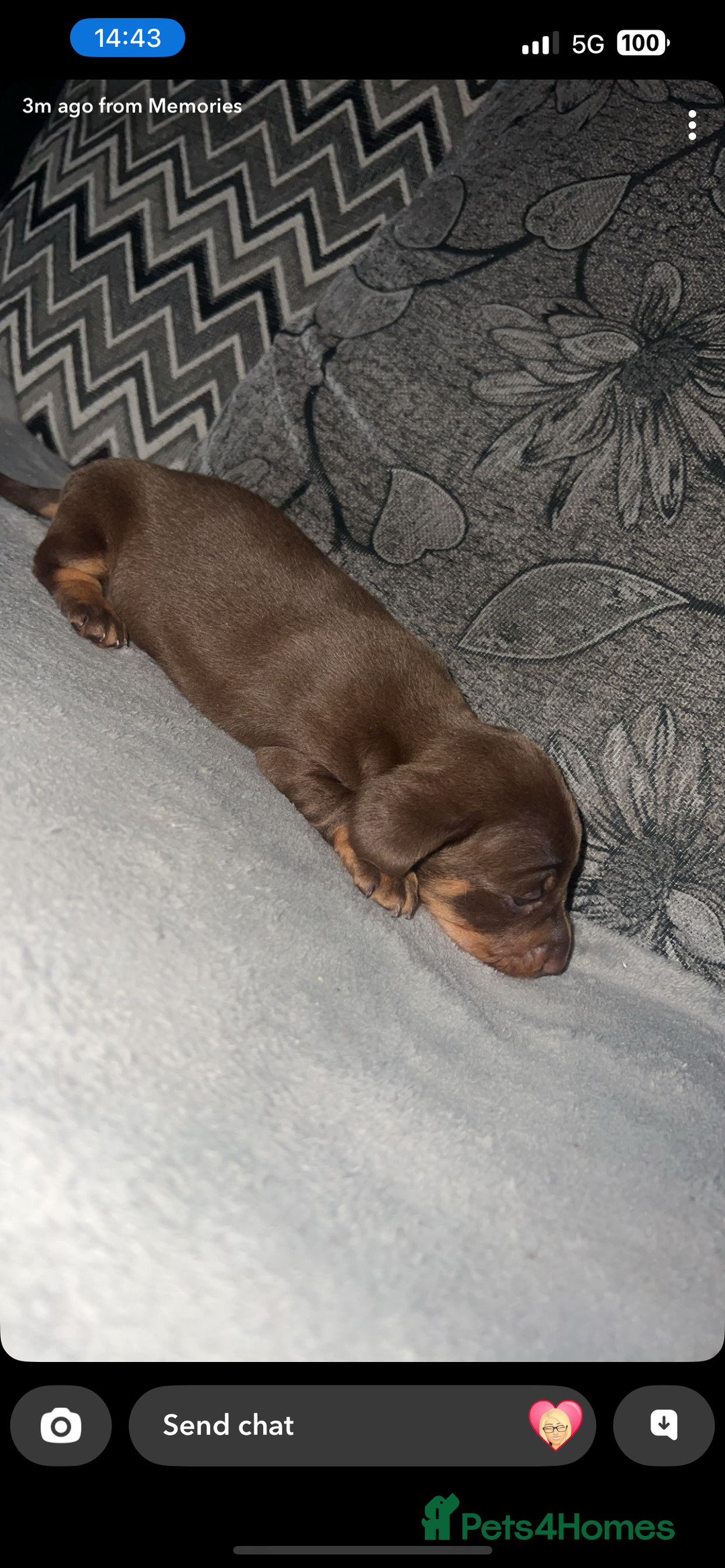 Miniature Dachshund dogs for sale: Mini dauchunds puppies - Advert 24
