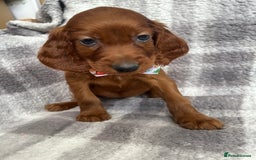 Irish Setter dogs for sale: Out standing litter of kc reg Irish setters - Image 9