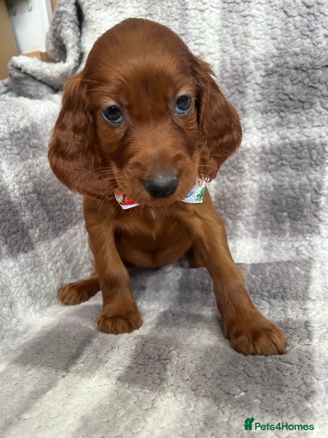 Irish Setter dogs for sale: Out standing litter of kc reg Irish setters - Image 9