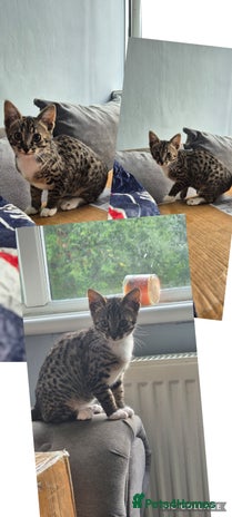 Savannah cats Reduced!! F5 SAVANNAH KITTENS READY NOW 2 left - Advert 7