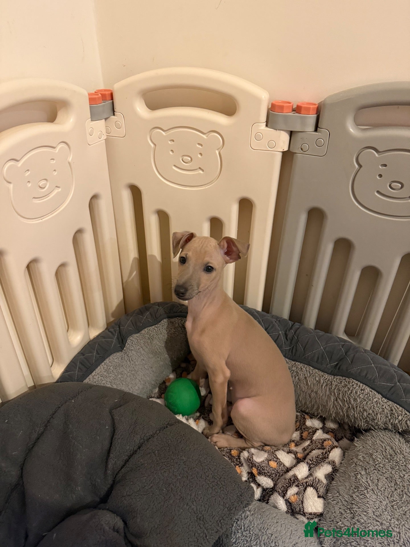 Italian Greyhound dogs for sale: 🤎LAST LITTLE BOY LOOKING FOR HIS FOREVER HOME!🤎 - Advert 1