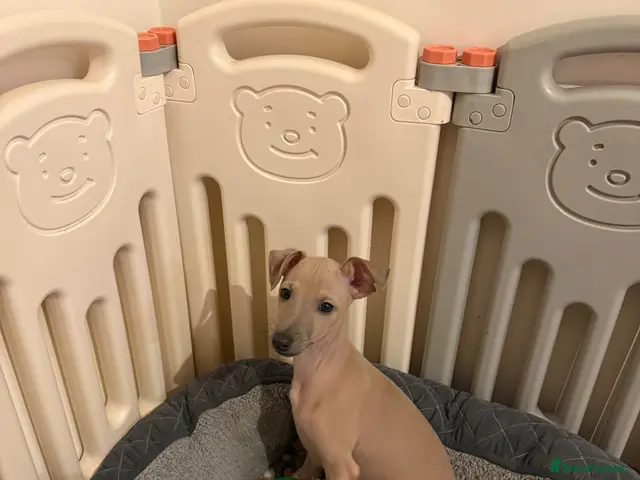 Italian Greyhound dogs for sale: 🤎LAST LITTLE BOY LOOKING FOR HIS FOREVER HOME!🤎 - Advert 1