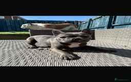 French Bulldog dogs for sale: 12 Month Old French Bulldog - Image 1