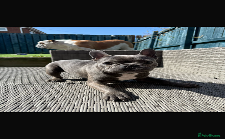 French Bulldog dogs - Advert 1