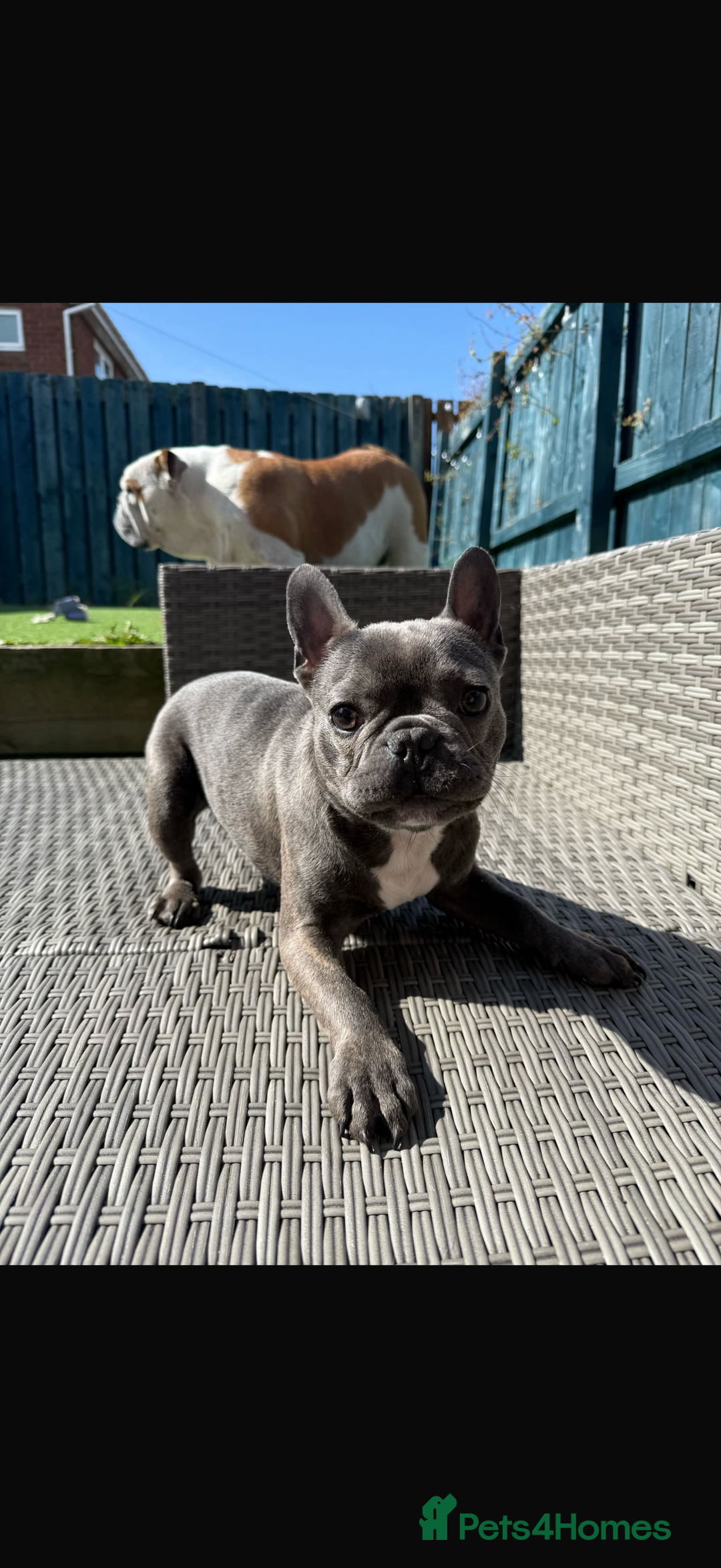 French Bulldog dogs for sale: 12 Month Old French Bulldog - Image 1