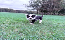 Border Collie dogs for sale: Border collies puppies - Image 28