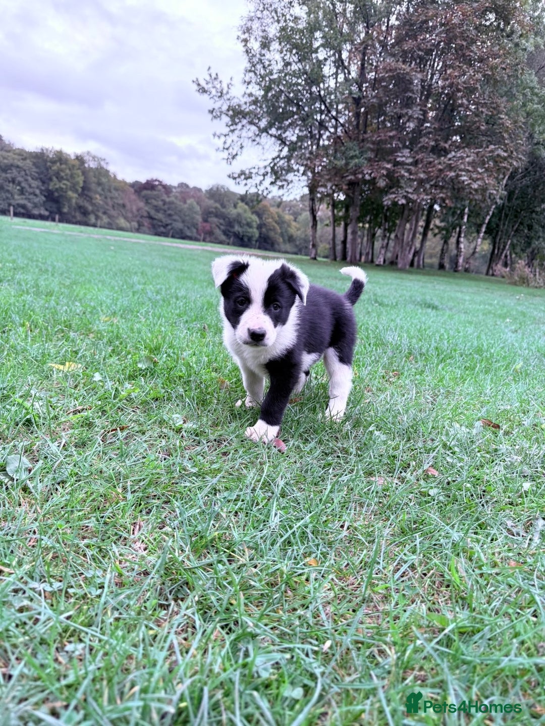 Border Collie dogs for sale: Border collies puppies - Image 28