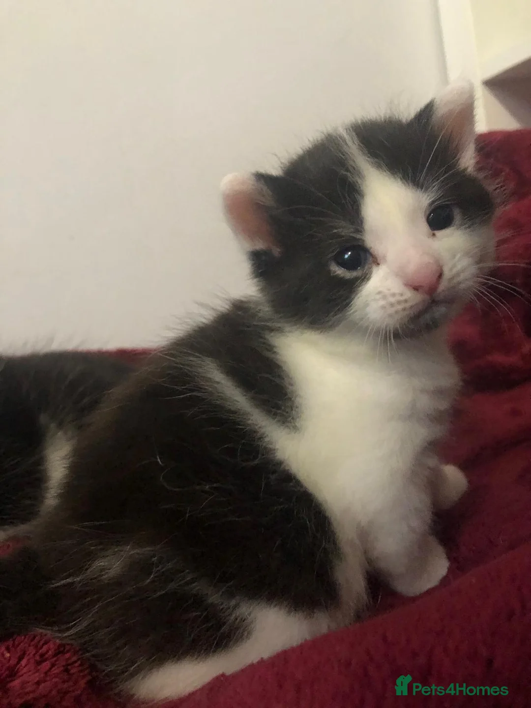 Mixed Breed cats for sale: Maine coon x American shorthair kittens  - Advert 5