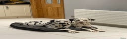 Dalmatian dogs for stud: Kc Reg Proven stud Dalmatian  in Ormskirk - Advert 16