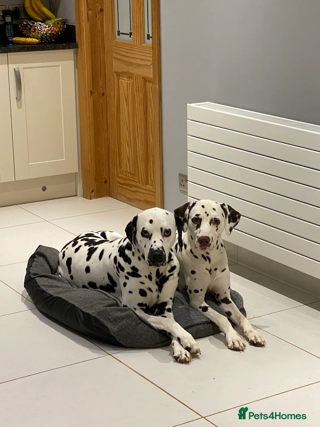 Dalmatian dogs for stud: Kc Reg Proven stud Dalmatian  in Ormskirk - Advert 16