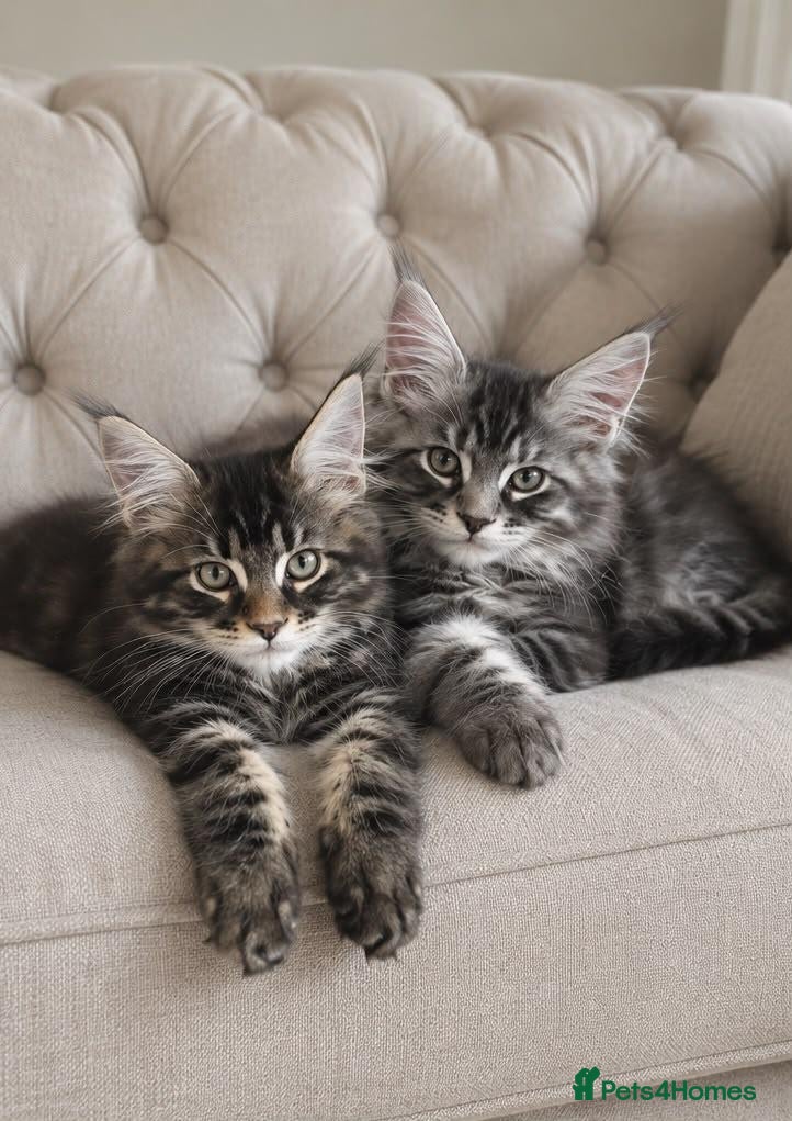 Maine Coon cats READY NOW Beautiful Maine Coon kittens - Advert 1