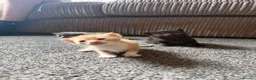 Mixed Breed cats for sale: Half ragdoll kittens  - Advert 39