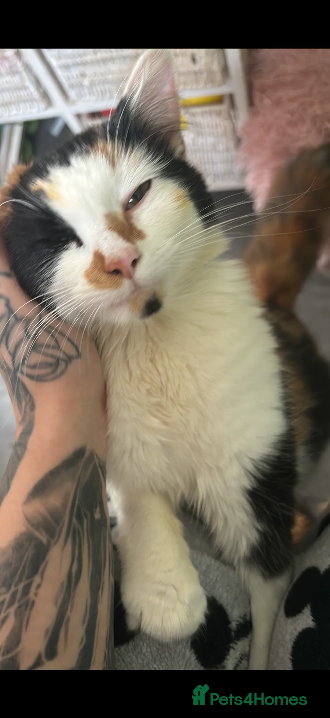 Mixed Breed cats for sale: Mango and Mable  - Advert 3