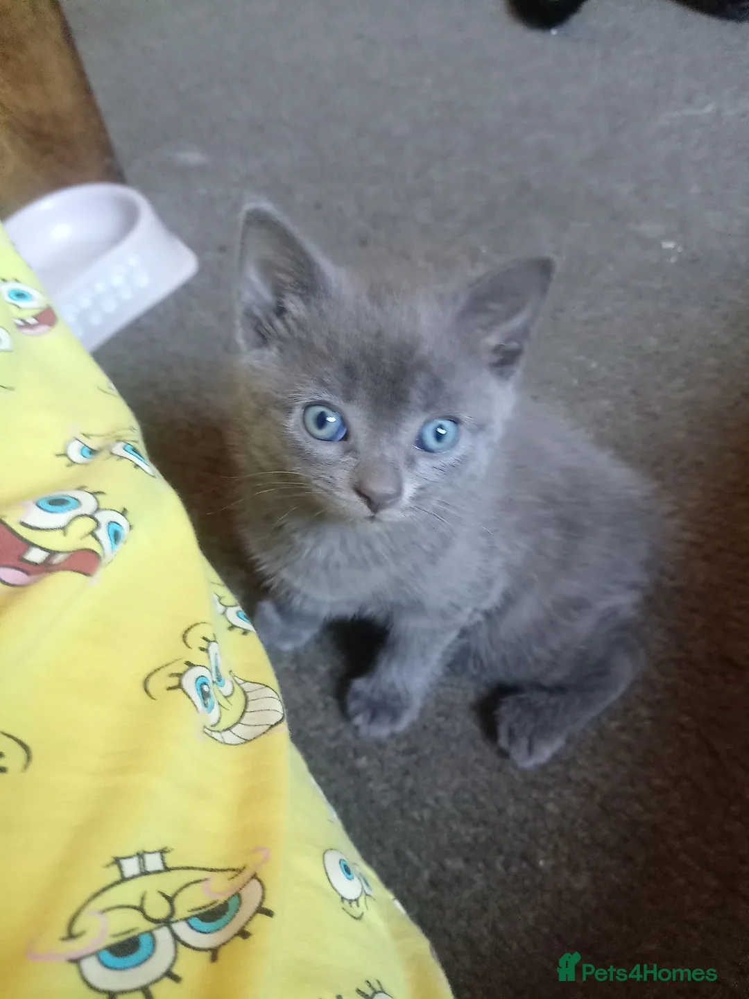 Bombay cats for sale: 2 gorgeous kittens  in Dundee - Advert 2